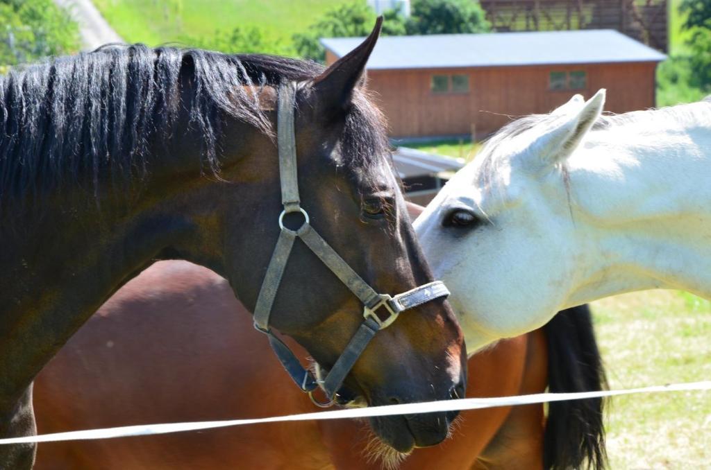 Hotel Horse Riding - Jezdecky Areal Tršice Kültér fotó