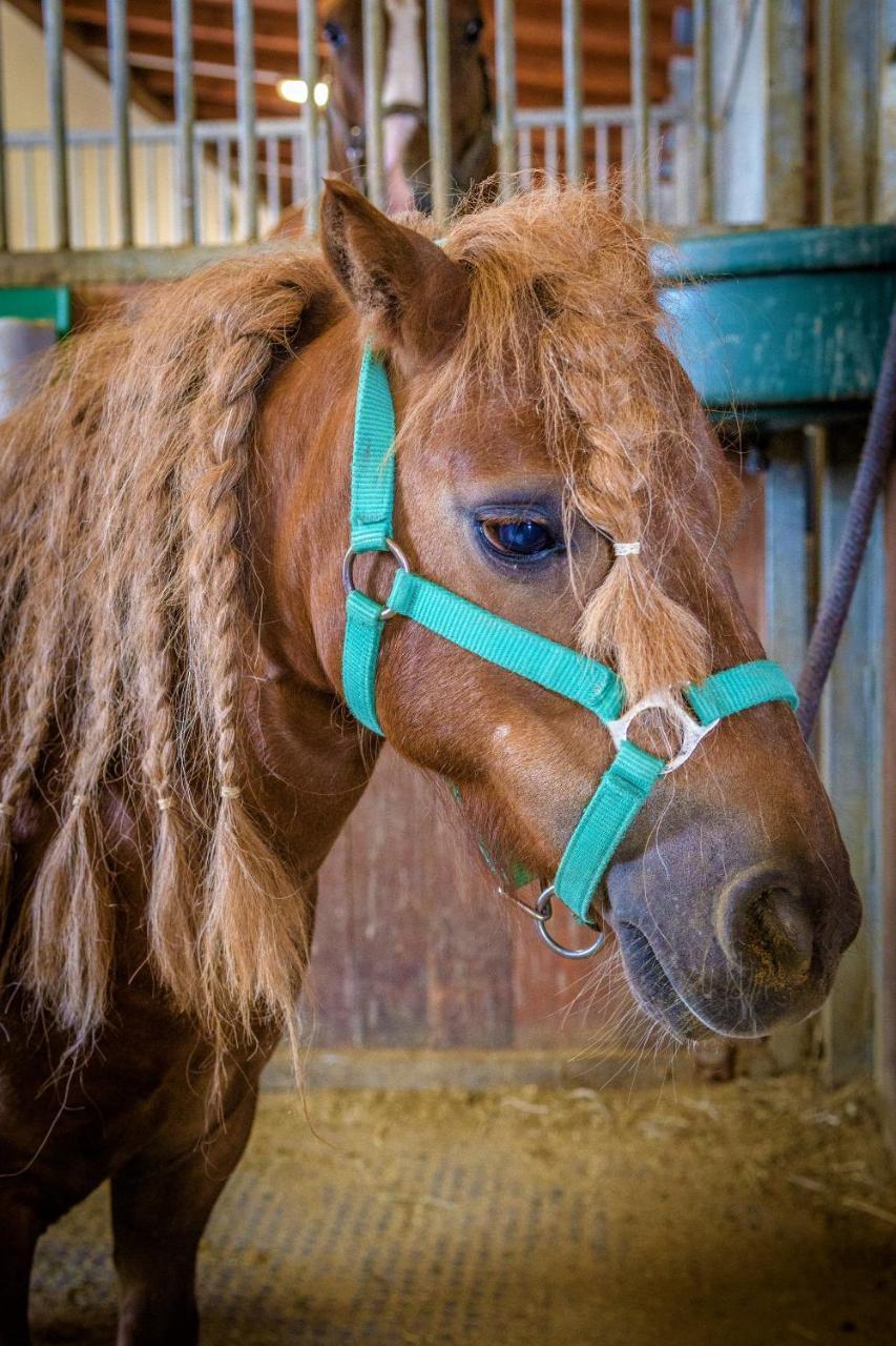 Hotel Horse Riding - Jezdecky Areal Tršice Kültér fotó